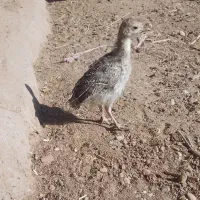 جوجه بوقلمون وجوجه مرغ کاکلی