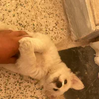 سگ پامر ‌شناسنامه دار