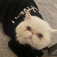 گربه پرشین ماده برای جفتگیری