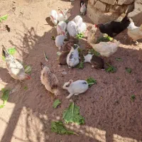 خرگوش|حیوانات مزرعه|کاشان, کارخانه سایپا کاشان|دیوار