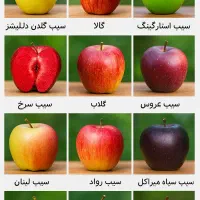 نهال  سیب  درجه یک اقساط