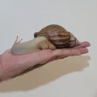 حلزون آفریقایی مولد|خزنده|تهران, تهرانپارس شرقی|دیوار