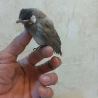 جوجه قناری
