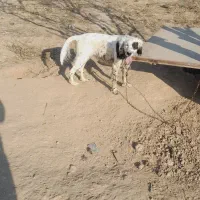 سگ شکاری دونبلانی حرفی|سگ|مینودشت, |دیوار