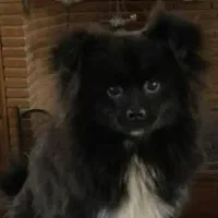 سگ اشپیتز معاوضه میکنم