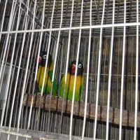 معاوضه فقط با گرینچیک یا فروش نقدی|پرنده|رفسنجان, |دیوار