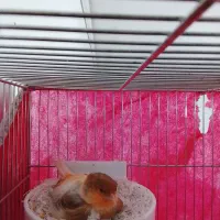 قناری فروشی