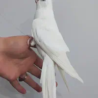 البینو چشم شرابی نر بالغ