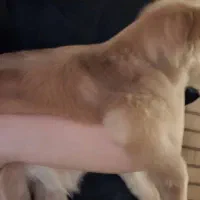 سگ پامر|سگ|مشهد, نوفل لوشاتو|دیوار