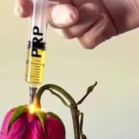 پی .آر.پی