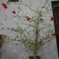 گل ختمی موقعیت قره ضیاءالدین|گل و گیاه طبیعی|قره ضیاالدین, |دیوار