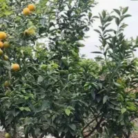 زمین مستطیل .نهال پرتغال.سند تکبرگ .کنتور آب.