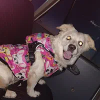 سگ اشپیتزآلمانی