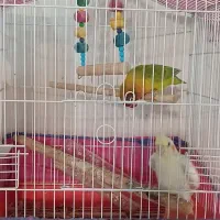 عروس هلندی و کوتوله برزیلی|پرنده|لنگرود, |دیوار