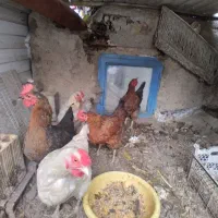 مرغ اصیل روستا تخم گذار