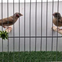 انواع فنچ گلدین شارکول ستاره ای گلوبریده جغدی|پرنده|شیراز, شیشه‌گری|دیوار