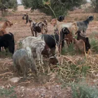 فروشی