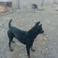 سگ دوبرمن|سگ|سیرجان, |دیوار