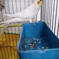عروس هلندی مولد