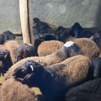 بره  نر|حیوانات مزرعه|ماهنشان, |دیوار