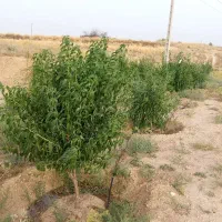 فروش باغچه ۳۵۰۰متری تک برگ سند فسا