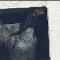 مرغ و خروس لاری