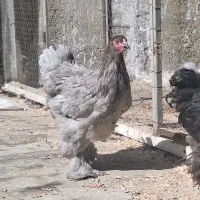 جفت برهما بلو و بلک