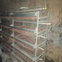 قفس|لوازم جانبی حیوانات|گناباد, |دیوار