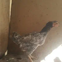 فروش چهارمرغ محلی ودورگ لاری