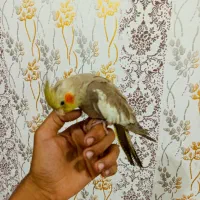 جفت عروس هلندی