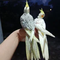 عروس هلندی نر و ماده