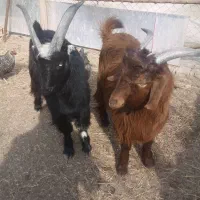 دو عدد نربز ۱۰ ماه مست