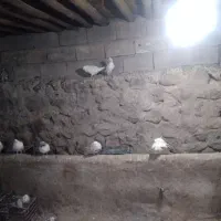 فروش ۲۶ عدد کفتر دونه ۴۰۰ تومن