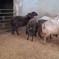 دوعدد میش افشار قوچ خورده