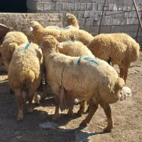 قصابی و دامداری عبدی|حیوانات مزرعه|اردبیل, |دیوار