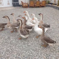 تعداد۵عددقوغازنر