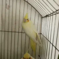 عروس هلندی نر و ماده