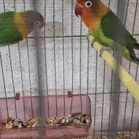 یک جفت کوتوله برزیل مو.ل.د|پرنده|اصفهان, گلزار|دیوار