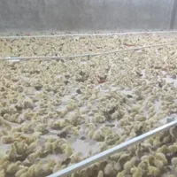 جوجه بلدرچین گوشتی و تخمگذار|پرنده|اصفهان, ارزنان|دیوار