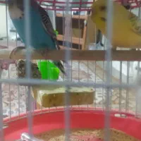 سلام یک جفت مرغ عشق|پرنده|مهرستان, |دیوار