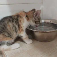 چندتا گربه رنگی با نمک که یک رگشون پرشین هست|گربه|بردسکن, |دیوار