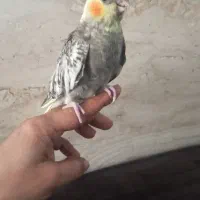 جوجه عروس هلندی سرلاکی