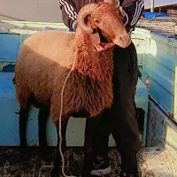 بره قوچ تازه شیشک شده|حیوانات مزرعه|دلند, |دیوار