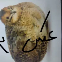 بلدرچین ماده گم شده