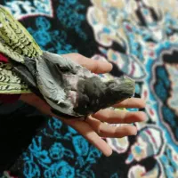 دوتا عروس هلندی گلباغی