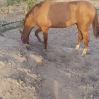 مادیان تروبرد