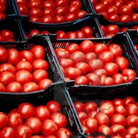 آبگیری گوجه با دستگاه تمام استیل