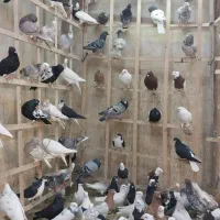 کبوتر دسته ۹۰تایی|پرنده|الوند, |دیوار