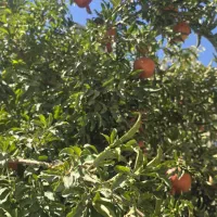 زمین کشاورزی به متراژ ۱۱ هزار متر