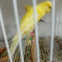 فروش ۱۰۰عدد قناری